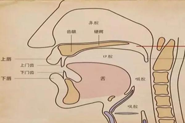 软腭挺起保持方法，可以利用舌头来进行感受