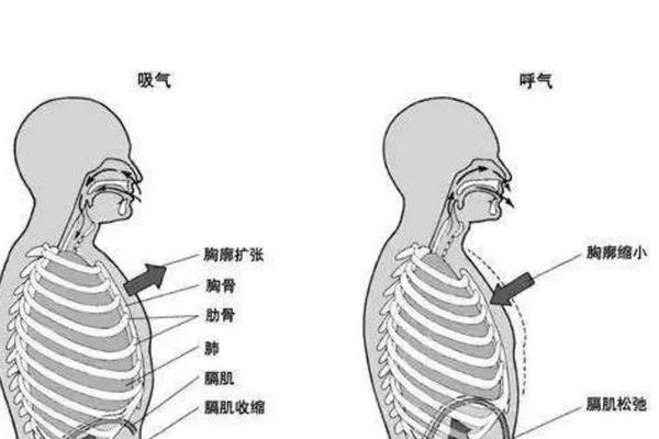 什么是伪音共鸣，包括鼻腔、口腔、咽腔和胸腔共鸣