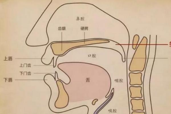 什么是伪音共鸣，包括鼻腔、口腔、咽腔和胸腔共鸣