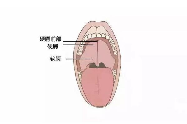 什么是伪音共鸣，包括鼻腔、口腔、咽腔和胸腔共鸣