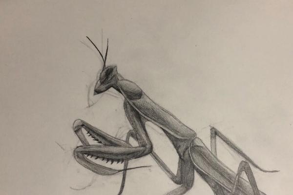 如何绘制昆虫的素描，先画出大致的形状和比例、再刻画其余细节