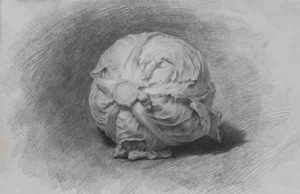甘蓝、大白菜各一张蔬菜素描图片