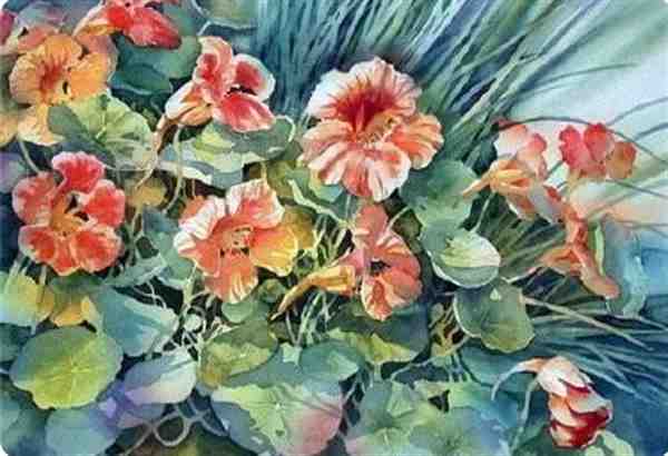 英国艺术家 Ann Mortimer 水彩花卉作品欣赏