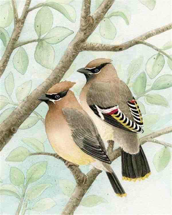 树上小巧可爱的鸟类动物插画图片