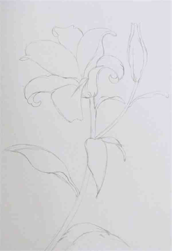 百合花彩铅画手绘细节教程