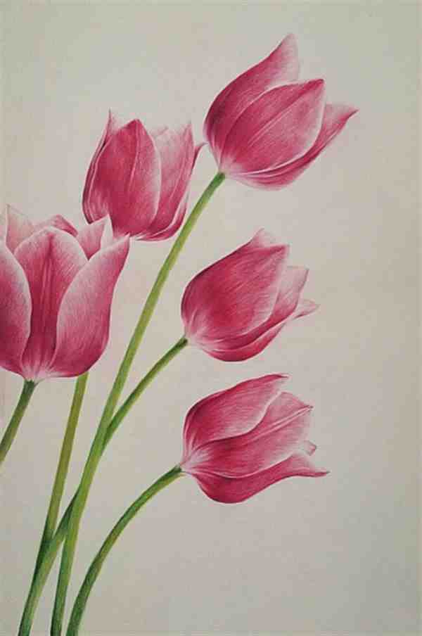 彩铅画绘制步骤大全