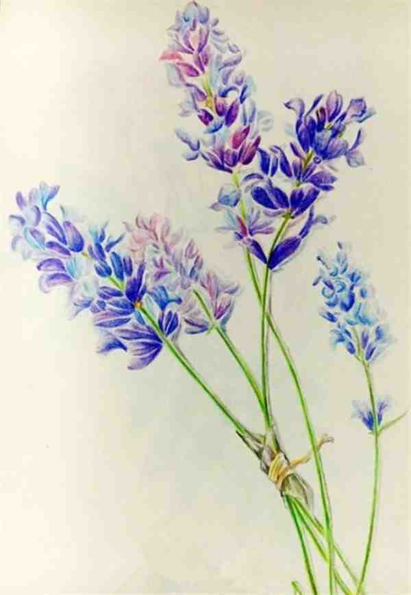 薰衣草彩铅画手绘教程步骤