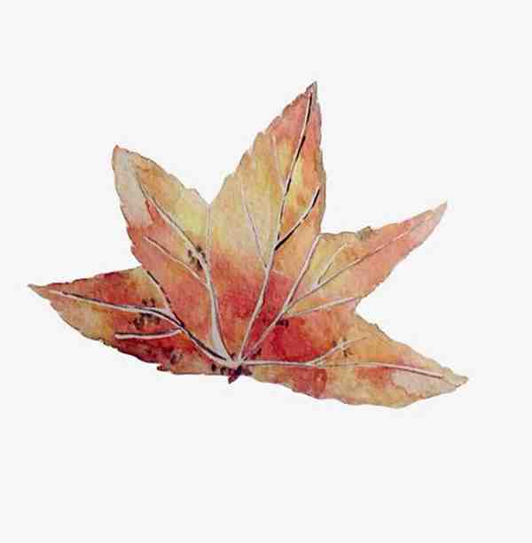 唯美枫叶水彩画作品图片欣赏