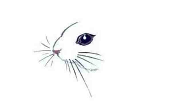 简单学画画兔子 小动物绘画