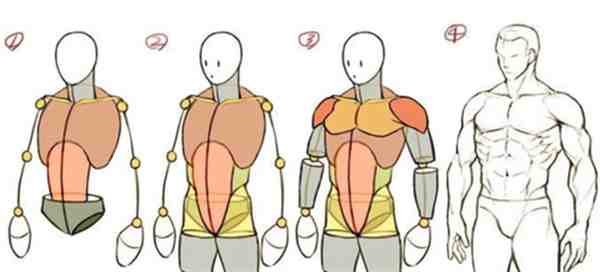 新手画人体怎么学 新手绘制身体的画法要点