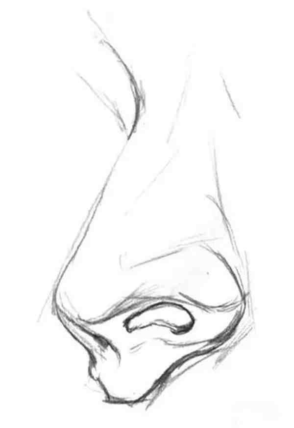 鼻子素描绘画绘画教程详解