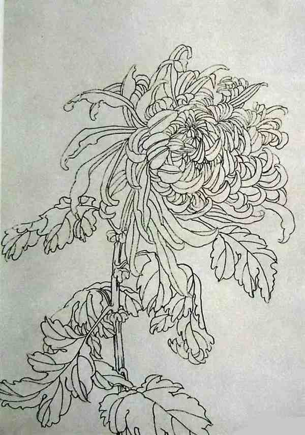 工笔画菊花绘画步骤教程