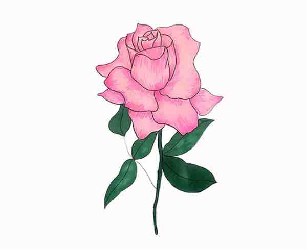 简单玫瑰花怎么画 一步一步的画玫瑰简单又漂亮