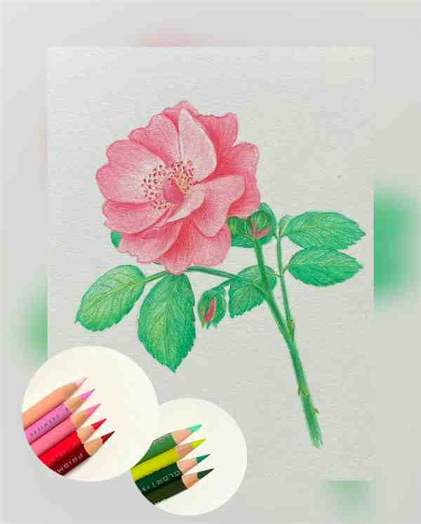 彩铅画: 一步一步教画简单蔷薇花朵