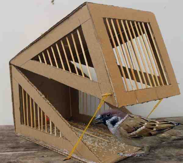 用纸箱如何制作抓鸟陷阱教程步骤