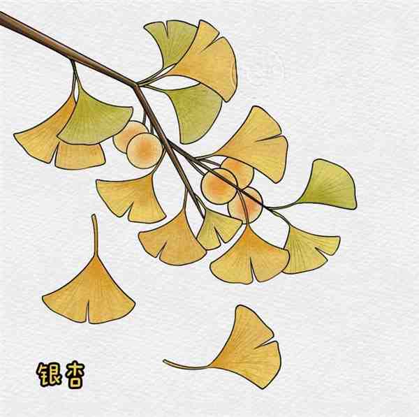 银杏树叶的画法步骤图片教程