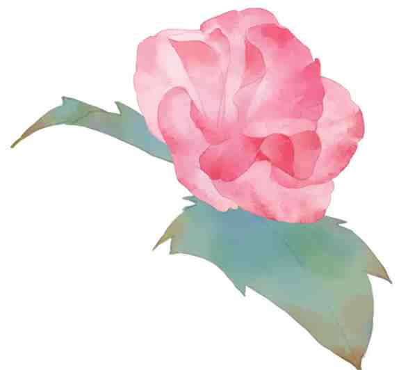 插画手绘: 一步一步教我画芙蓉花