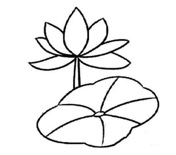 小学生画荷花最简单的画法图片欣赏