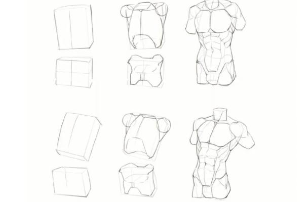 怎么画漫画躯干，首先要了解人物头身比