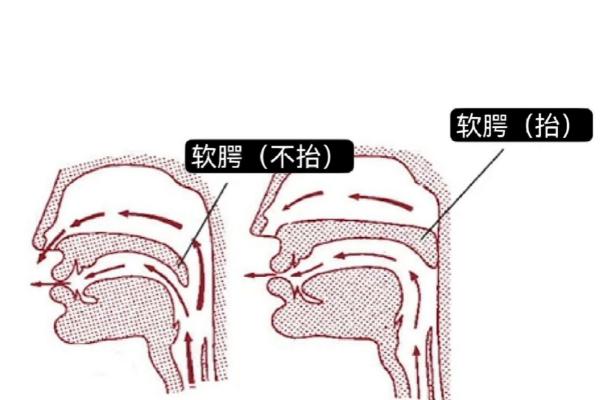 伪音如何练气息，首先感受自己的膈肌的变化