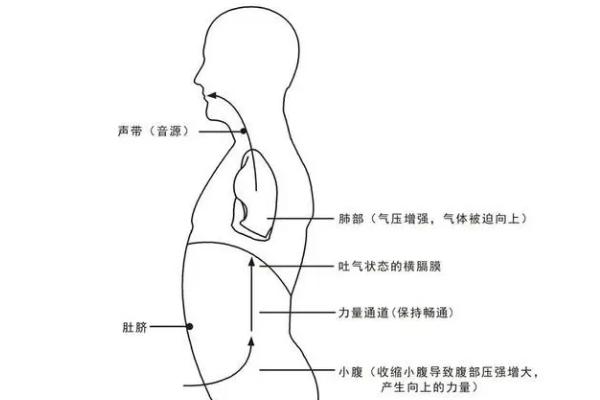 怎么练发声，包括呼吸训练，发声器官训练