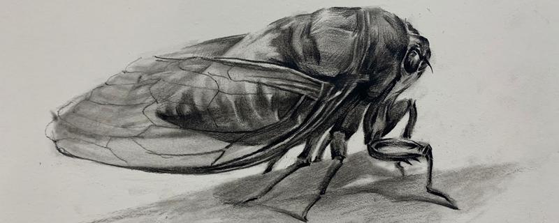 怎么画素描昆虫，要从整体再到细节出发