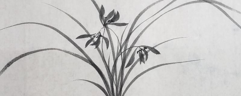 怎么画水墨画中的兰花,叶子的高度要有高低错落