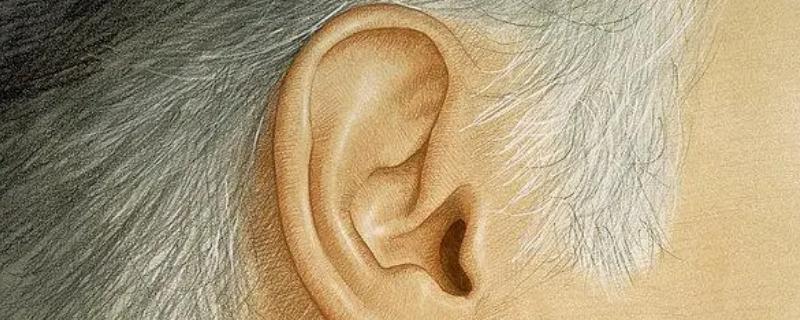 插画人物的耳朵结构，主要由耳轮、对耳轮、对耳轮上脚等组成