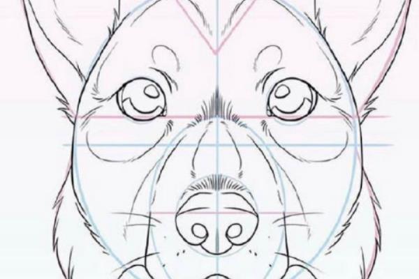 龙猫的画法，先画造型再描绘外轮廓